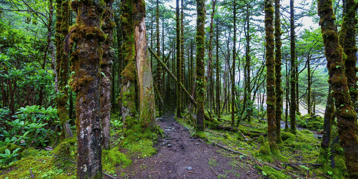 Barun Valley Jungle Trail Image